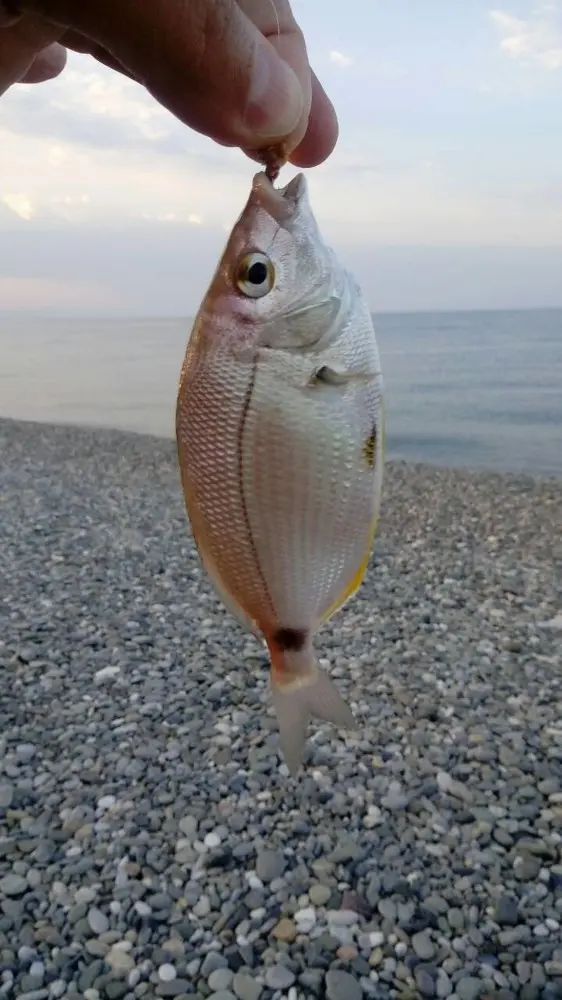 rockfish что за рыба. Смотреть фото rockfish что за рыба. Смотреть картинку rockfish что за рыба. Картинка про rockfish что за рыба. Фото rockfish что за рыба