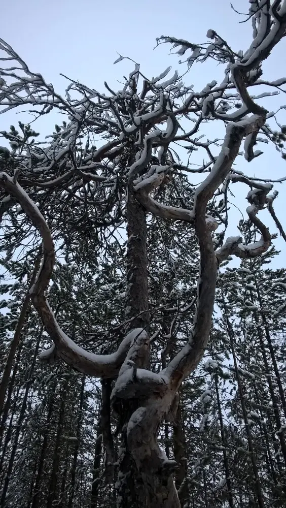 Загадочный Карельский лес!