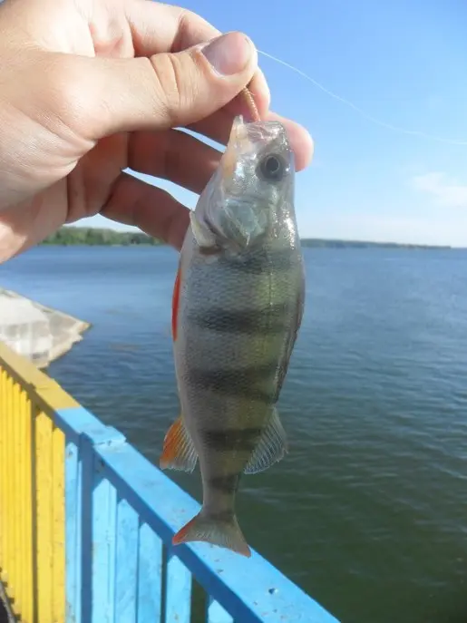 Окунь, пойманый на водохранилище