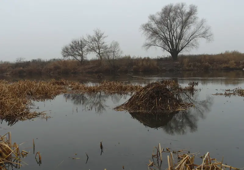 какая рыба водится в упе в тульской области. Смотреть фото какая рыба водится в упе в тульской области. Смотреть картинку какая рыба водится в упе в тульской области. Картинка про какая рыба водится в упе в тульской области. Фото какая рыба водится в упе в тульской области