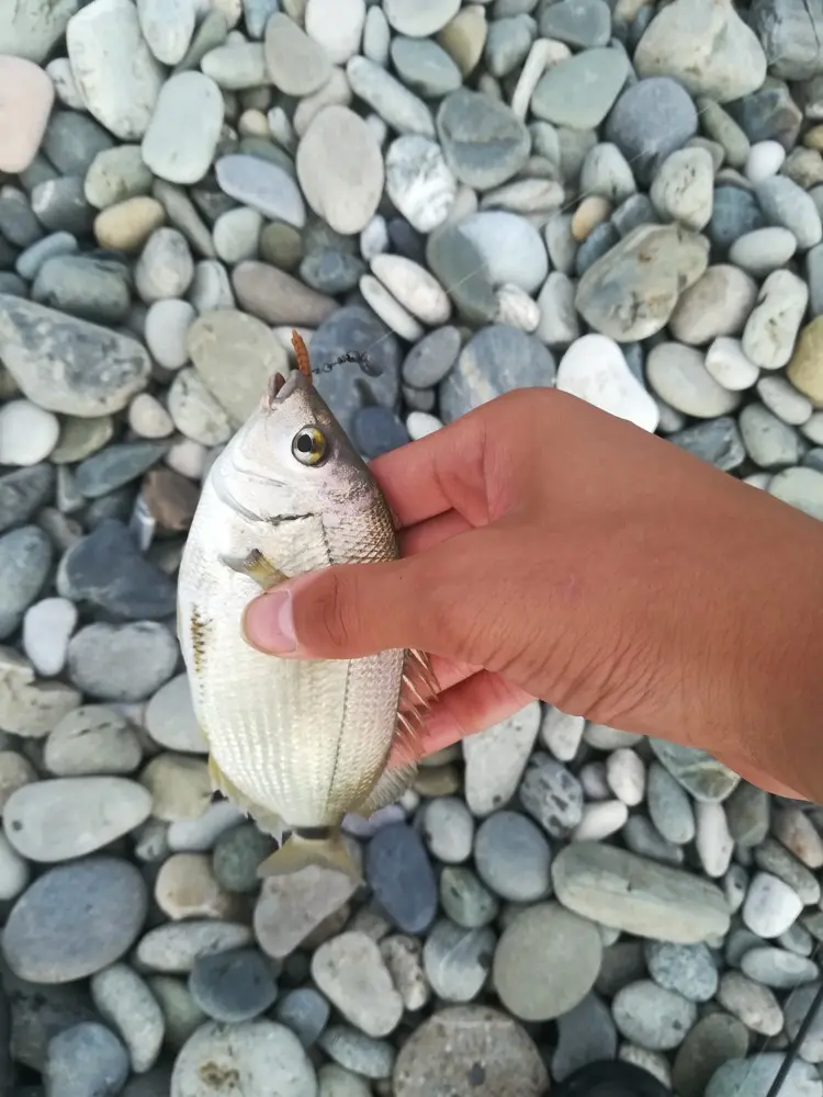 rockfish что за рыба. Смотреть фото rockfish что за рыба. Смотреть картинку rockfish что за рыба. Картинка про rockfish что за рыба. Фото rockfish что за рыба