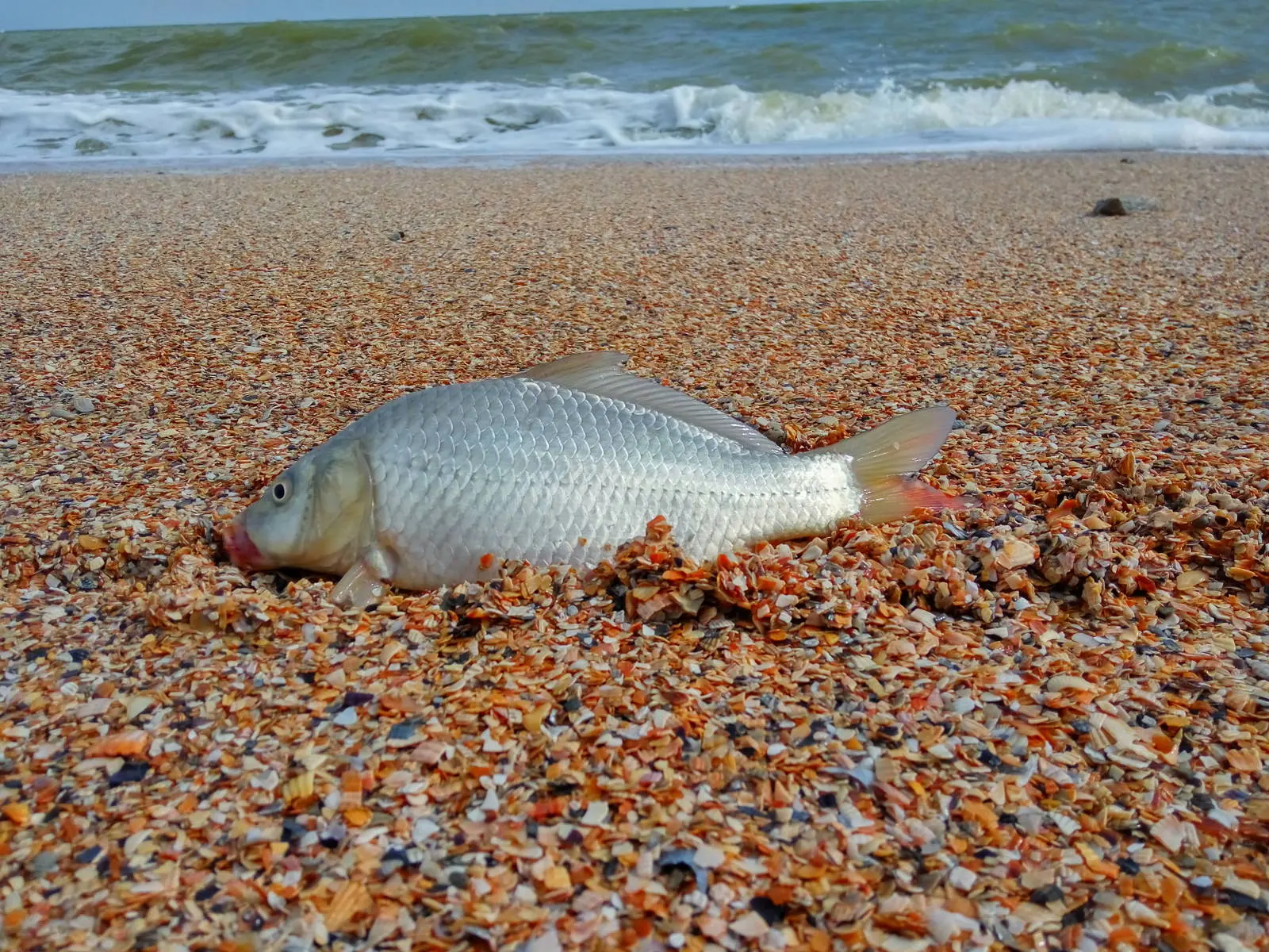 Кто живет в азовском море