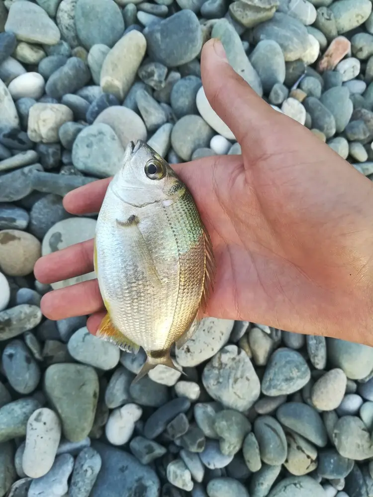 rockfish что за рыба. Смотреть фото rockfish что за рыба. Смотреть картинку rockfish что за рыба. Картинка про rockfish что за рыба. Фото rockfish что за рыба