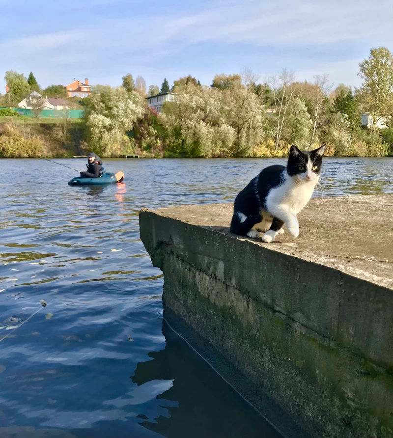 Не всё коту Масленица